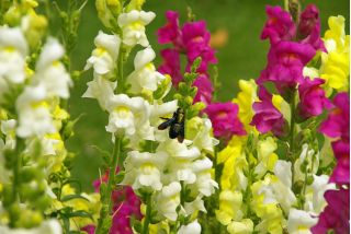 常见的金鱼草 - 低生长品种 -  3700粒种子 - Antirrhinum majus nanum - 種子