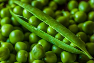 Almindelig Ært - Meteor Dziekanowski - Pisum sativum - frø