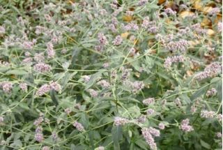 Ngựa bạc hà - 1200 hạt - Mentha longifolia