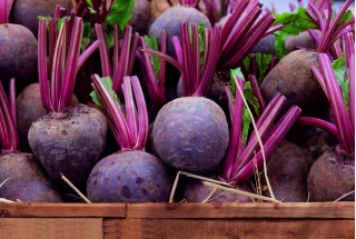 BIO บีทรูท "ดีทรอยต์ 2" - เทปเมล็ด - เมล็ดอินทรีย์ที่ผ่านการรับรอง - 