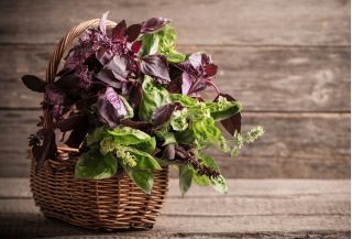 حديقة المنزل - مزيج باسيل متنوعة - للزراعة في الأماكن المغلقة وشرفة. ريحان كبير ، القديس يوسف "نبتة - 325 بذور - Ocimum basilicum  - ابذرة