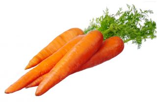 Mrkev "Jagna" - skorá odroda - SEED TAPE - Daucus carota ssp. sativus  - semená