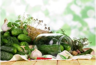 오이 "마르쿠스"- 쓴 맛의 암시 - 105 씨앗 - Cucumis sativus