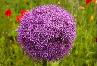 Allium giganteum - bulb / tuber / rădăcină