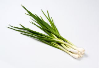 웨일스 어 양파 "바이칼"- 오래 견디고 맛있는 그린 - 750 종 - Allium fistulosum  - 씨앗