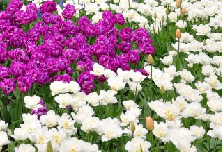 Double–flowered tulip set – purple and white – 50 pcs