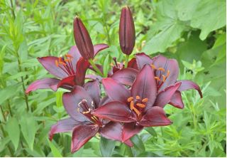 Lilium, Lily Mapira - bulb / tuber / rădăcină - Lilium Mapira