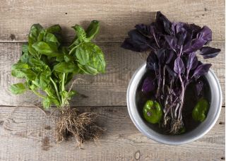 حديقة المنزل - مزيج باسيل متنوعة - للزراعة في الأماكن المغلقة وشرفة. ريحان كبير ، القديس يوسف "نبتة - 325 بذور - Ocimum basilicum  - ابذرة