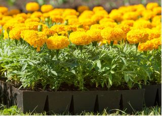 Kõrge peiulill - segu - ilma lõhnata - 300 seemned - Tagetes erecta