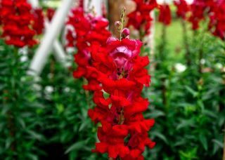 Isoleijonankita - Punainen - Antirrhinum majus - siemenet
