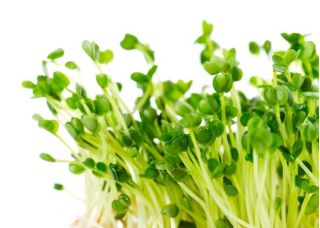 Rukola klíčky - Eruca vesicaria - semena