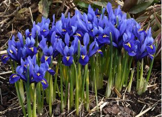 Set 7 - Iris kerdil iris - 80 pcs; iris jaring emas - 