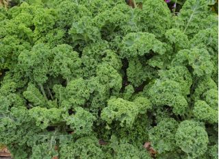 LAPU KĀPOSTI - Halbhoher grüner krauser - 300 sēklas - Brassica oleracea L. var. sabellica L.