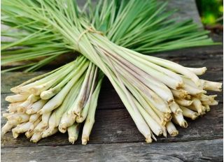 citrongræs - 400 frø - Cymbopogon citratus