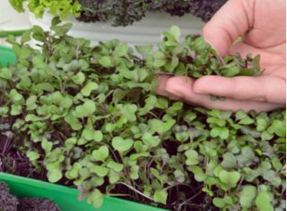 Microgreens - Grønkål - Scarlet - 900 frø - Brassica oleracea L. var. sabellica L.