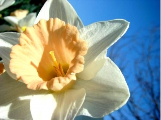 Narsissit - Salome - paketti 5 kpl - Narcissus
