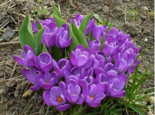 Crocus 'Remembrance' - XXXL-Paket! - 500 Stück - 
