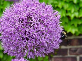 Allium giganteum - bulb / tuber / rădăcină