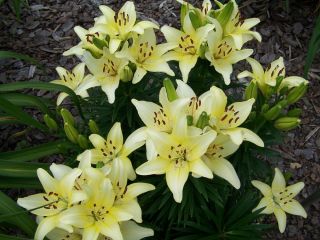 ユリ、ユリアイボリーピクシー - 球根/塊茎/根 - Lilium