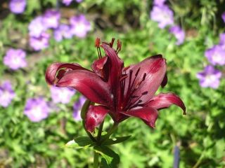 Lilium, Lily Mapira - bulb / tuber / rădăcină - Lilium Mapira