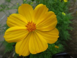 จักรวาลสวนสีเหลือง; ชาวเม็กซิกัน -  Cosmos bipinnatus - เมล็ด