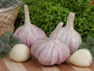 שום חורפי "ארקוס" - 0,25 ק"ג - 