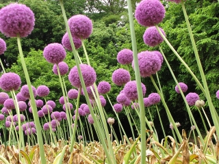 Allium giganteum - bulb / tuber / rădăcină