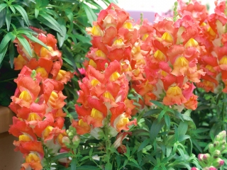 Haveløvemund - Portos - Appelsin - Antirrhinum majus nanum - frø