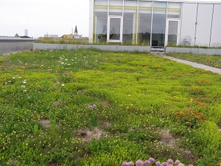 지붕 식물 선택-연간 및 다년생 식물 - 