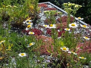 지붕 식물 선택-연간 및 다년생 식물 - 