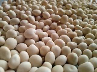 ลูปินขม "Oskar" - 1 กก. ลูปินใบแคบ, ลูปินใบแคบ, ลูปินสีน้ำเงิน - 