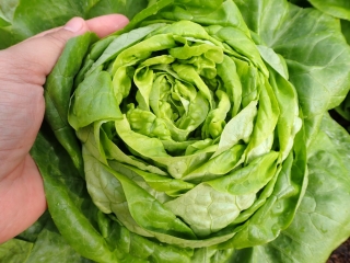 Butterhead-sallad 'Asien' - 