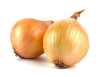 タマネギ「Wolska」 - 扱われた種 - Allium cepa - シーズ