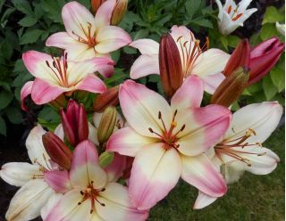 Liljesläktet Lollypop - Lilium Lollypop