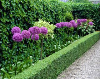 Sett 1 - Giant løk - 10 stk - 