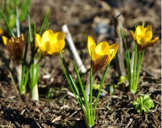 Cô gái Crocus Gipsy - 10 củ - Crocus Gipsy Girl