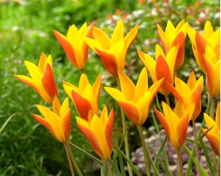 Tulip Chrysantha Tubergen's Gem - nagy csomag! - 50 db - 