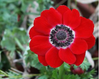 Anemone Alankomaat - 40 kpl - 