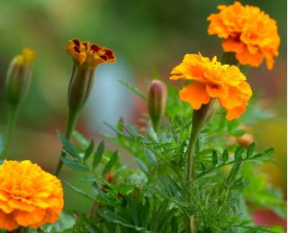 Ryhmäsamettikukka - Boy Orange - 153 siemenet - Tagetes patula L.