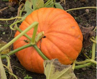 Jättikurpitsa - Rouge vif d'Etampes - 9 siemenet - Cucurbita maxima