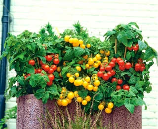 Pomodoro -  Tumbling Tom -  in miscuglio  - Lycopersicon esculentum  - semi