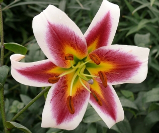 نیلوفر درختی - رابرت گریسباخ - بسته ای بزرگ! - 10 عدد - 