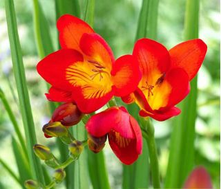 Freesia Single Red - 10 becuri