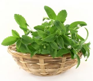 بذور ستيفيا - ستيفيا ريبوديانا - 30 بذور - Stevia rebaudiana - ابذرة