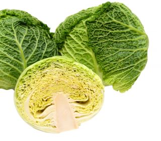 Cavolo verza - Vertus 2 - 640 semi - Brassica oleracea var. sabauda