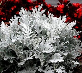 डस्टी मिलर बीज - सिनेरिया मैरिटिमा - 380 बीज - 