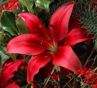 Red Asiatic lily - Red - Large Pack! - 15 pcs.