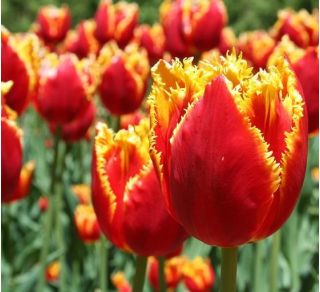 Tulipa Lambada - Tulip Lambada - 5 bebawang