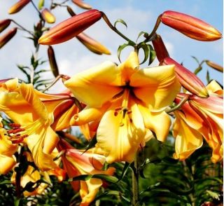 Lilium, Lily African Queen
