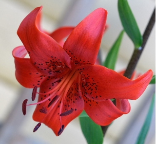 Red Asiatic lily - Red - Large Pack! - 15 pcs.